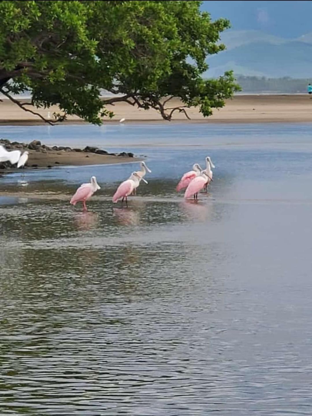 Turtle Beach Villas Zihuatanejo Eksteriør billede